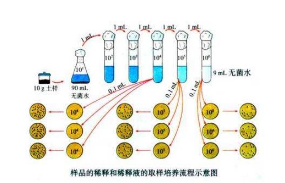 什么是微生物梯度稀釋？微生物梯度稀釋計(jì)算公式